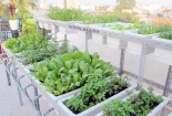 Hà Nội rộ phong trào thuê kỹ sư chăm rau tại nhà