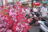 Hoa Kiểng cũng bị làm giả