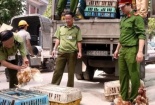 Tại sao gà Trung Quốc lại vào tận thủ đô?
