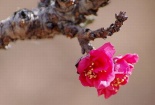 Những loại cây cảnh “đắt xắt ra miếng” dịp Tết
