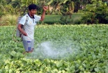  Cách phòng trừ nhiễm thuốc bảo vệ thực vật