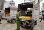 Bắt giữ gần 4.000 con gà giống nhập lậu