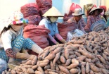 Thương lái Trung Quốc mua nông sản: Đại biểu 'truy' Bộ trưởng Bộ Công thương