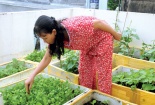 7 loại rau củ dễ trồng tại nhà