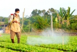 Cách nhận biết và hạn chế thuốc trừ sâu trong rau quả
