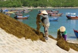 Lại mắc 'bẫy' thương lái Trung Quốc, giá rong mơ chạm đáy