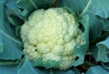Súp lơ có thể ngăn ngừa 5 loại ung thư