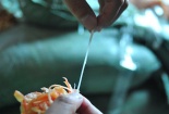 Cận cảnh 2 tấn mực khô nghi làm giả từ cao su
