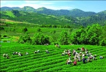 Đến năm 2020 có 100% diện tích vùng rau quả và chè được chứng nhận VietGAP