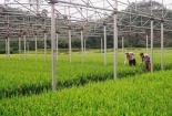 Phát triển nông nghiệp nhờ ứng dụng công nghệ cao