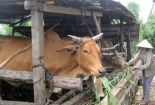 Việt Nam nhập hàng trăm ngàn con bò thịt mỗi năm