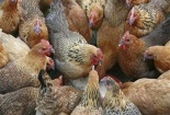 Gà thải Trung Quốc chạy về Việt Nam