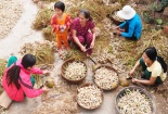 Bán 3 kg tỏi mồ côi Lý Sơn được cả chỉ vàng