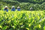 Tăng 30% năng suất chế biến chè nhờ cải tiến máy diệt men chè xanh