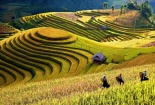 Ngỡ ngàng sắc vàng những thửa ruộng bậc thang vùng Tây Bắc
