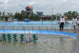 Nuôi tôm nước lợ theo VietGAP như thế nào để bền vững