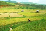 Bảo hộ chỉ dẫn địa lý nâng tầm cho gạo Điện Biên 