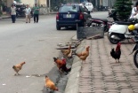 Rộ mốt trồng rau, chăn gà giữa lòng Hà Nội