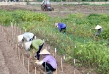 Nữ khoa học của người nông dân