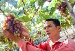 Chỉ dẫn địa lý đảm bảo chất lượng cho nho Ninh Thuận