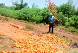 Đau xót nông dân đổ cà chua ra đường, cho heo ăn