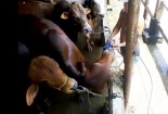 Kinh hãi bơm nước tăng trọng cho bò