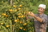 Doanh nghiệp liên kết nông dân để nâng cao chất lượng nông sản 