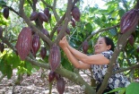 Nâng cao năng suất chất lượng cây ca cao từ nguồn nhân lực