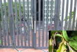 Chuyên gia lí giải hiện tượng bùng phát rắn lục đuôi đỏ