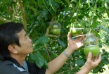 Quà Tết siêu độc: Hơn nửa triệu đồng một trái đào tiên hồ lô