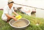 Hốt bạc với nghề nuôi trứng nước làm thức ăn cho cá