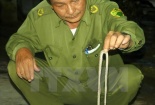 Số bệnh nhân bị rắn lục đuôi đỏ cắn gia tăng vào mùa mưa ở Nam Bộ