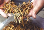 Cách sử dụng và phân biệt đông trùng hạ thảo 