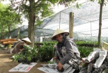 Lan chơi Tết cháy hàng