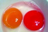 Cảnh giác với trứng có lòng đỏ sẫm màu