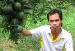 Tốt nghiệp đại học… về quê trồng cam sành thu tiền tỷ