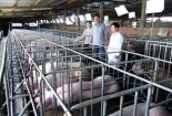 Ứng dụng công nghệ sinh học nâng cao chất lượng giống cây trồng, vật nuôi 