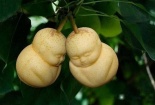 Bí mật trong vườn lê hình em bé