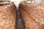 Huy động gần 900 tỷ đồng cho chuyển giao KH&CN vào nông thôn miền núi