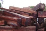 Khởi tố vụ án và nghi vấn Công ty Đại Nam bán lâm sản không hợp pháp