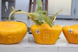 Cần Thơ: Trồng dưa hấu thỏi vàng thu tiền tỷ dịp Tết