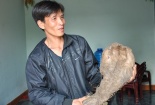 Củ Khoai vạc có hình dáng bàn tay kỳ dị ở Nghệ An
