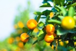 Quất cảnh chơi tết Ất Mùi 2015 giá sẽ tăng nhẹ