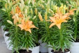 Làm giàu nhờ đưa hoa lily về trồng trong chậu ở xứ nóng