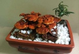 Nấm linh chi bonsai - Thú chơi mới của người yêu cây cảnh