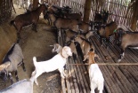 Xác minh vụ dê hộ nghèo đi lạc vào nhà Bí Thư Huyện