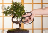 Kỹ thuật bấm ngọn tỉa cành cho cây, hoa cảnh