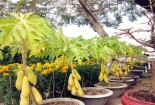Nghệ thuật chơi chậu đu đủ kiểng lưỡng dụng