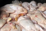 Triệt phá đường dây cung cấp vịt bẩn tại Hà Nội