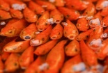 Ý nghĩa phong tục phóng sinh cá chép ngày Tết ông Công ông Táo